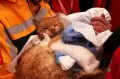 Selamat dari Reruntuhan Gempa Turki, Kucing Ini Diberi Nama Mucize atau Keajaiban