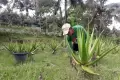 Melihat dari Dekat Budidaya Aloe Vera di Kabupaten Kulon Progo