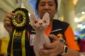 Aksi Kucing Nusantara di The 216th ICA FIFe Internasional Cat Show