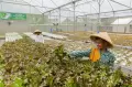 Melihat Pertanian Hidroponik di Pondok Pesantren Ulul Ilmi Jakarta