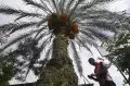 Pohon Kurma Milik Warga Berbuah di Sigi