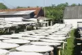 Mengintip Aktivitas Industri Rumahan Tepung Aci di Kampung Pisang Bogor