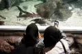 Menikmati Akhir Pekan di Jakarta Aquarium