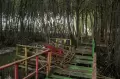 Ekowisata Mangrove di Jeneponto Terbengkalai