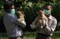 Lucunya 2 Anak Singa di Kebun Binatang Surabaya, Diberi Nama Bima dan Dona
