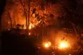 Kebakaran Hebat Hanguskan Hutan Jati Milik Perhutani di Situbondo