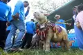Unik, Lomba Hewan Kurban Didandani Layaknya Pengantin di Banyuwangi Livestock Contest