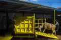 Penyembelihan Hewan Kurban Menggunakan Alat Mekanis di Banjarmasin