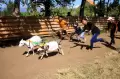 Unik, Ada Karapan kambing di Probolinggo