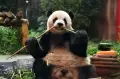 Giant Panda Cai Tao di TSI Bogor Ulang Tahun ke-13