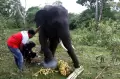 Perawatan Gajah Sumatera Liar di Aceh Besar