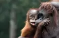 Peringatan Hari Orangutan Sedunia