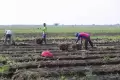 Yuk Intip Kesibukan Petani Bawang Merah di Brebes Jawa Tengah