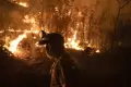Kebakaran Hutan Meksiko Tewaskan Empat Warga