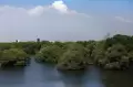Menikmati Taman Wisata Alam Mangrove Angke Kapuk