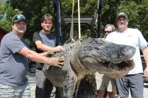 6 Aligator Terbesar di Dunia yang Pernah Ditangkap, Ada yang Panjangnya 5 Meter