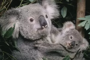 Bikin Khawatir, Koala Australia Masuk Daftar Spesies yang Terancam Punah