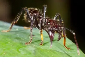 Ini Semut Terbesar di Dunia, Gigitannya Seperti Tertembak Peluru