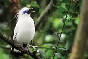 4 Burung yang Hampir Punah di Indonesia, Populasinya Tinggal Puluhan Ekor
