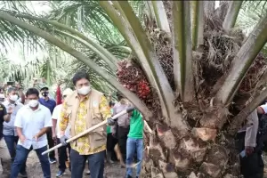 Panen Sawit di Riau, Airlangga: Indonesia Kuasai 58% Pangsa Pasar Dunia