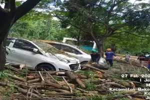 Pohon Tumbang Timpa 2 Mobil di Bekasi