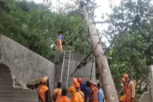 Petugas Damkar DKI Evakuasi Pohon Tumbang di Sejumlah Titik di Jakarta