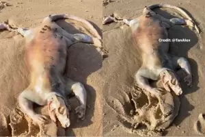 Bangkai Hewan Aneh Ditemukan Terdampar di Pantai Australia