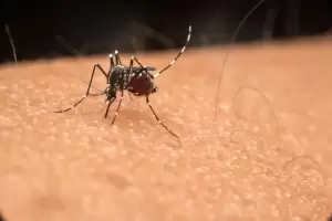 Kemenkes Bagikan Kabar Baik, 4 Provinsi di Indonesia Sudah Bebas Malaria