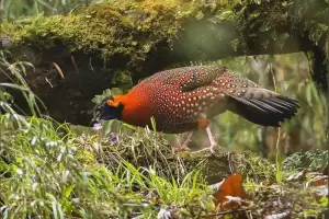 Setelah 90 Tahun, Burung Bertanduk Merah Langka India Ditemukan Kembali