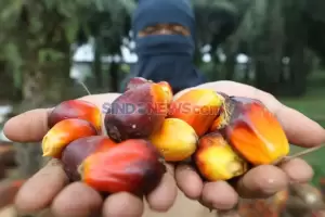 Ekspor Produk Sawit Boleh Kecuali RBD Palm Olein, Petani Sawit Buka Suara
