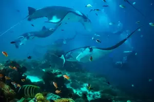 Keren, Taman Nasional Komodo Jadi Tempat Berkumpul Terbesar Ikan Pari Manta di Dunia