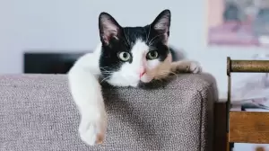 Riset Terbaru Sebut Kucing Mampu Mengingat Nama Dirinya