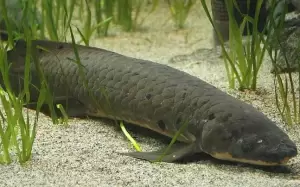Inilah Ikan yang Bisa Hidup Selama 4 Tahun Walau tanpa Air