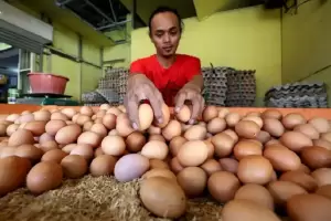 Simalakama Harga Telur: Turun Rugi, Naik Belum Tentu Untung
