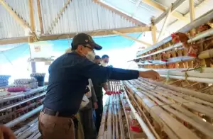 PT Semen Tonasa Bantu Usaha Ayam Petelur Binaan Berkembang Pesat