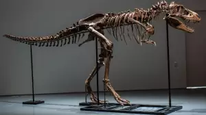 Fosil Gorgosaurus Bakal Dilelang Rp120 Miliar, Ilmuwan Tidak Senang Meskipun Harganya Selangit