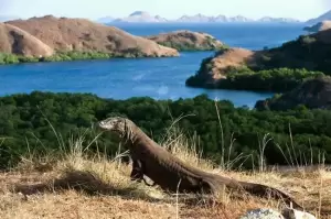 Tiket Masuk Pulau Komodo Rp3,75 Juta Resmi Diberlakukan, Pengelola Batasi Kunjungan Wisatawan