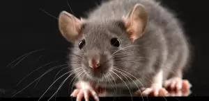 Ciptakan Peradaban Baru, Ilmuwan Kloning Tikus dari Sel Kulit