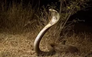 7 Ular Kobra Terpanjang di Dunia, Ada yang Tumbuh Sampai 6 Meter