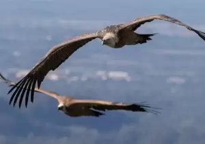 Ini 9 Burung yang Terbang Paling Tinggi di Angkasa, Bisa Sampai Belasan Kilometer