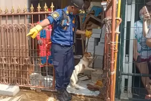 Sadis! 15 Ekor Anjing Dikurung 3 Bulan oleh Pemiliknya di Perumahan Taman Kota Bekasi Timur
