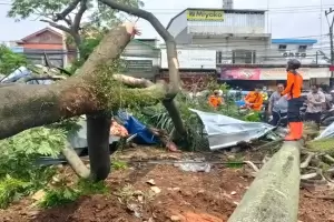 2 Pohon Tumbang di Pasar Cibinong Bogor Timpa Mobil dan 4 Motor