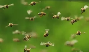 Dahsyat, Kerumunan Lebah Mampu Ubah Cuaca dengan Getaran Sayapnya