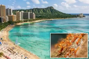 Warga Pulau Hawaii Bakal Diteror Hujan Jutaan Semut Api