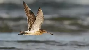 Godwit, Burung yang Pecahkan Rekor Dunia Terbang 11 Jam Nonstop Sepanjang 13.560 Km