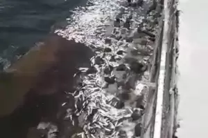 Penyebab Ribuan Ikan Terdampar di Kepulauan Seribu karena Kandungan Kimia