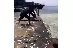 Heboh! Ribuan Ikan Lompat ke Daratan di Kepulauan Seribu