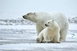 5 Hewan yang Dapat Ditemukan di Kutub Utara, Nomor 3 Paling Populer