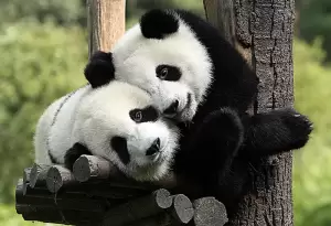 Gagal Bikin Anak, Dua Panda Raksasa China Dipulangkan dari Skotlandia