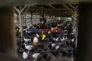 Peternak Rakyat Teriak Harga Ayam Hidup Merosot Tajam Sejak Nataru 2022/2023